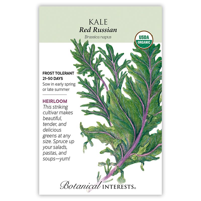 Seed Veg Kale Red Russian Organic Heirloom - Brassica oleracea