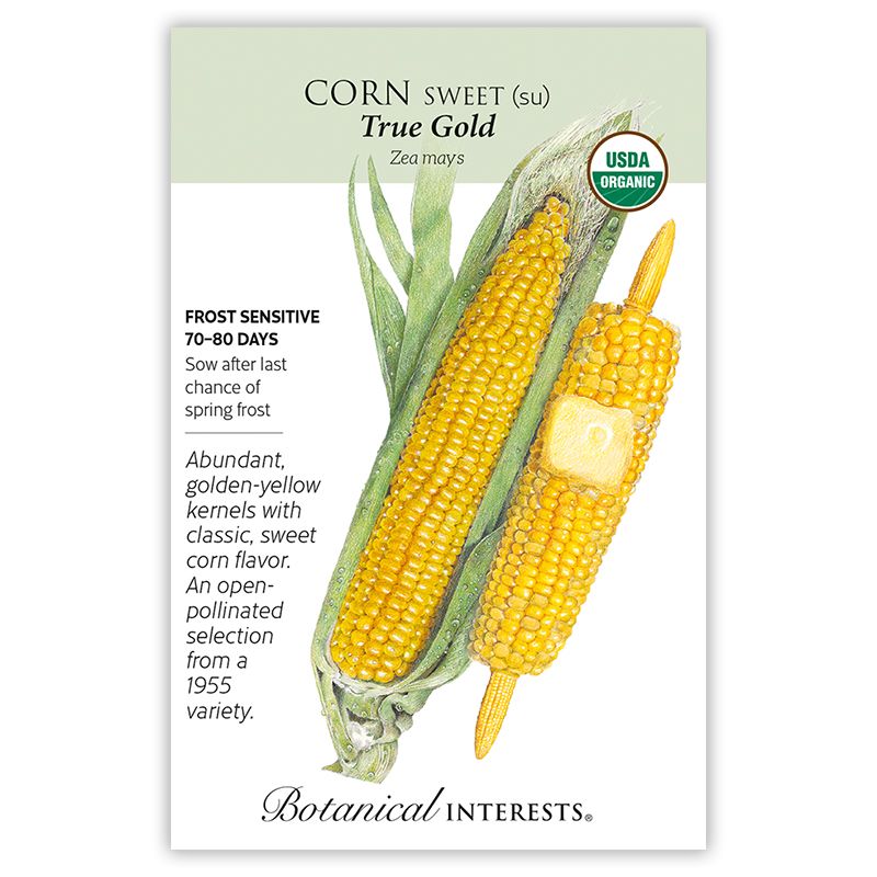 Seed Veg Corn Sweet True Gold Organic - Zea mays