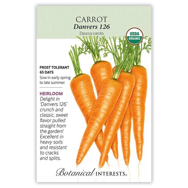 Seed Veg Carrot Danvers 126 Organic Heirloom - Daucus carota