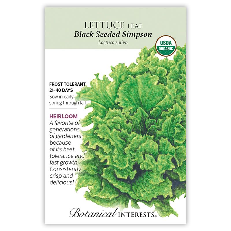 Seed Veg Lettuce Leaf Black Seeded Simpson Organic Heirloom - Lactuca sativa