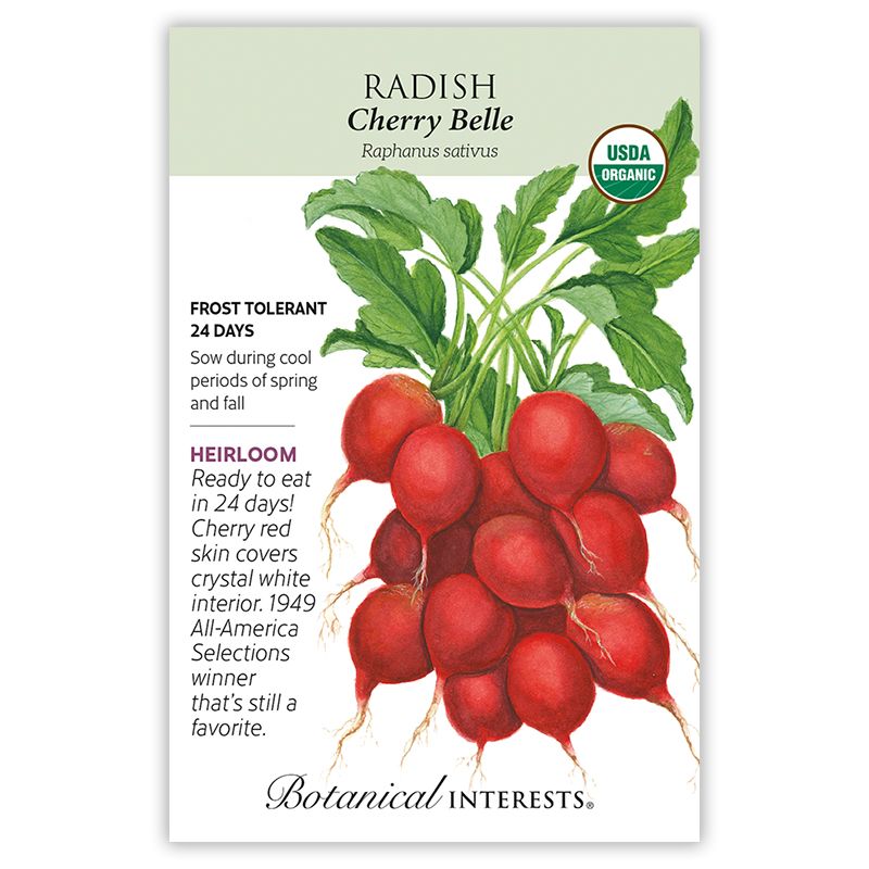 Seed Veg Radish Cherry Belle Organic Heirloom - Raphanus sativus