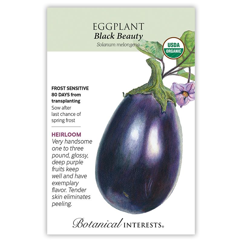 Seed Veg Eggplant Black Beauty Organic Heirloom - Solanum melongena