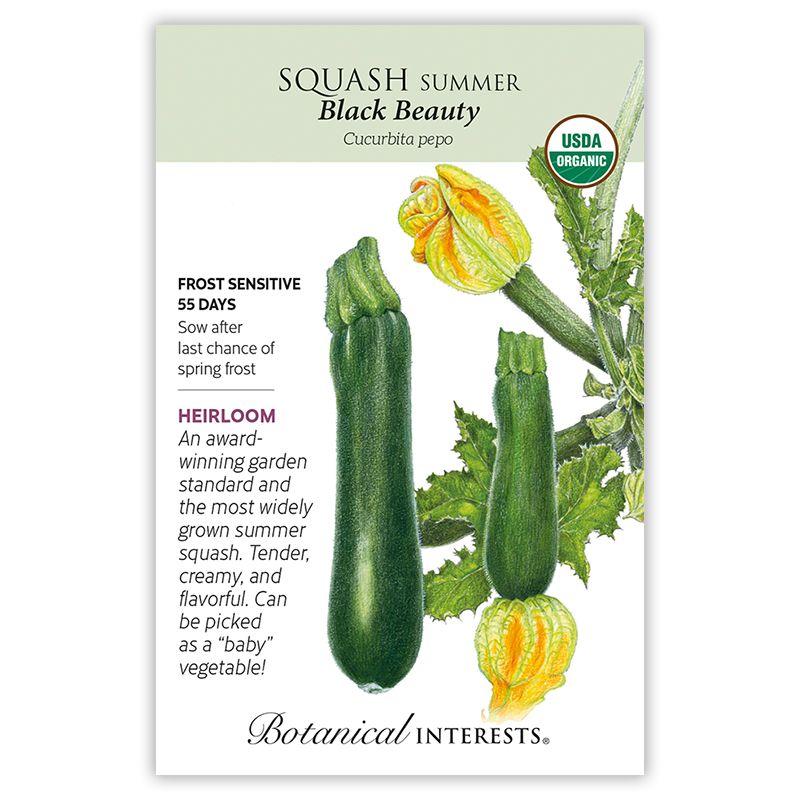 Seed Veg Squash Summer Black Beauty Zucchini Organic Heirloom - Curcurbita pepo