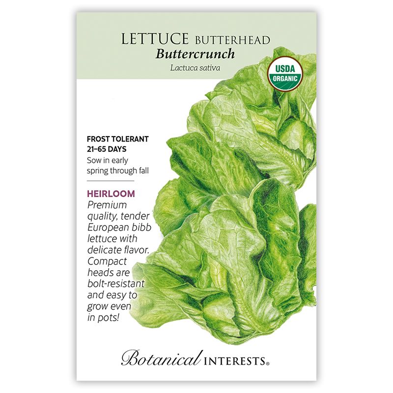 Seed Veg Lettuce Butterhead Buttercrunch Organic Heirloom - Lactuca sativa
