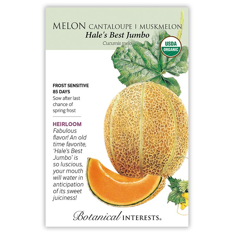 Seed Veg Melon Muskmelon/Cantaloupe Hale&#39;s Best Jumbo Organic Heirloom - Cucumis melo