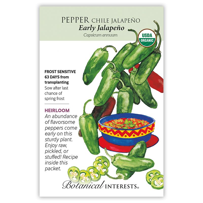 Seed Veg Pepper Chile Jalapeno Early Organic Heirloom - Capsicum annuum