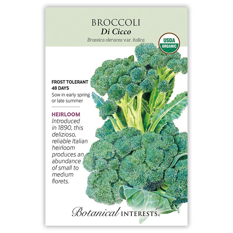 Seed Veg Broccoli Di Cicco Organic Heirloom - Brassica oleracea