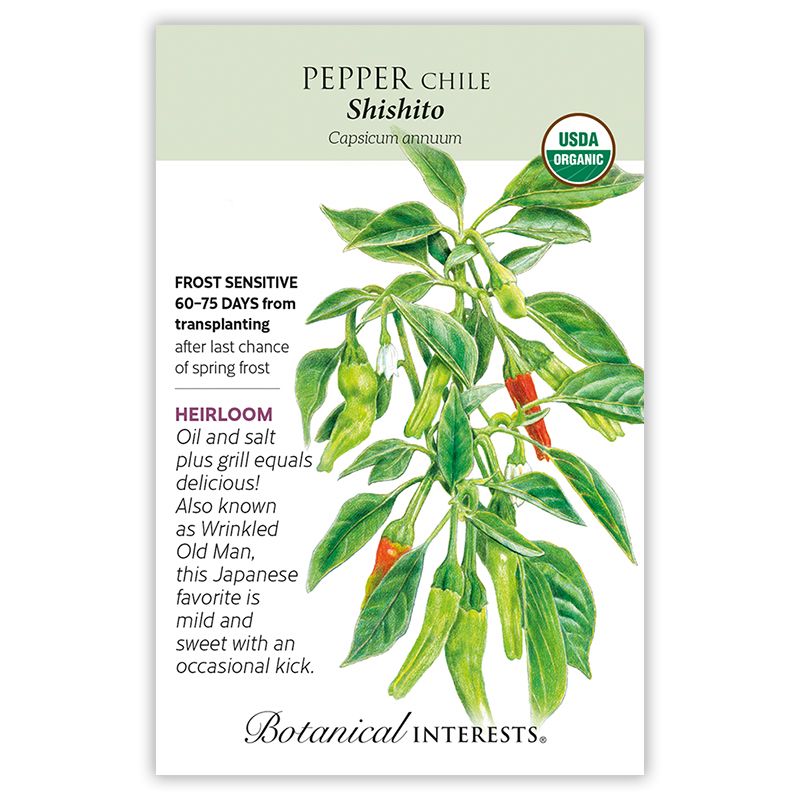 Seed Veg Pepper Chile Shishito (Dragon Roll) Organic  Heirloom - Capsicum annuum