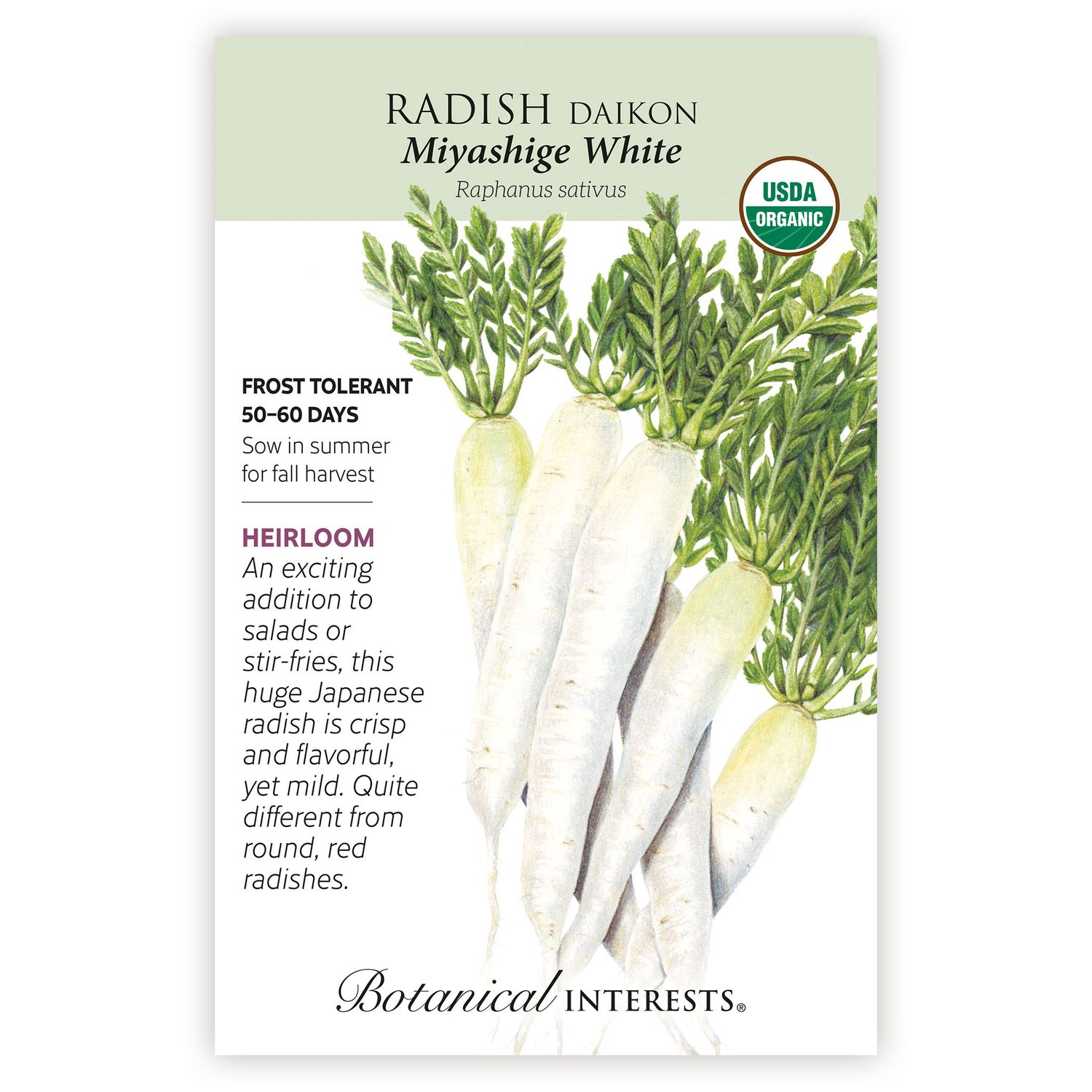 Seed Veg Radish Daikon (white) Organic - Raphanus sativus