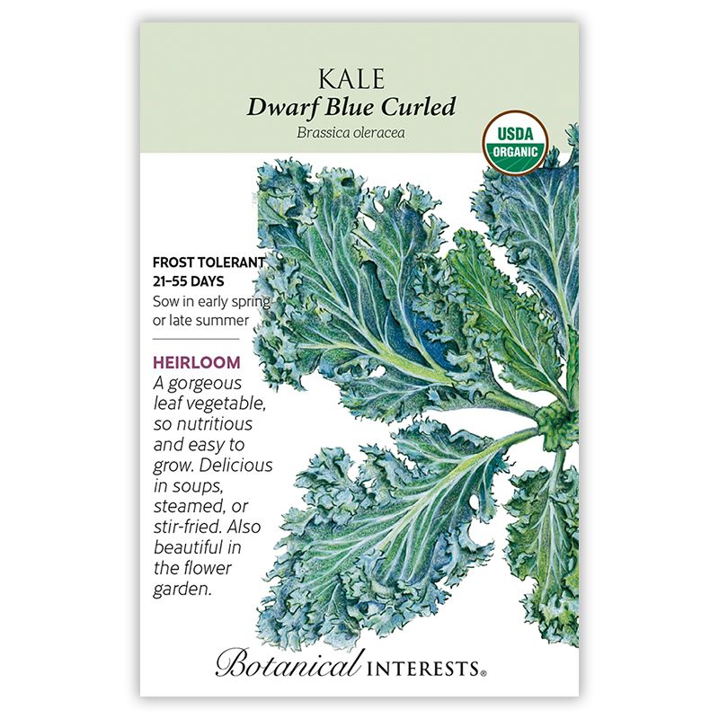 Seed Veg Kale Dwarf Blue Curled Organic Heirloom - Brassica oleracea