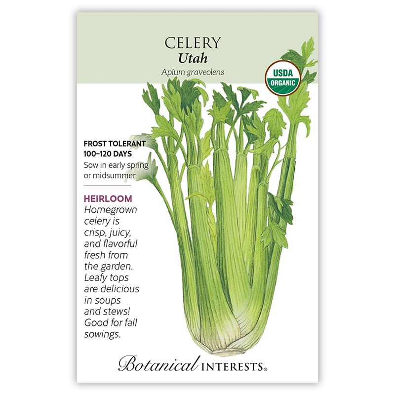 Seed Veg Celery Utah Organic Heirloom - Apium graveolens