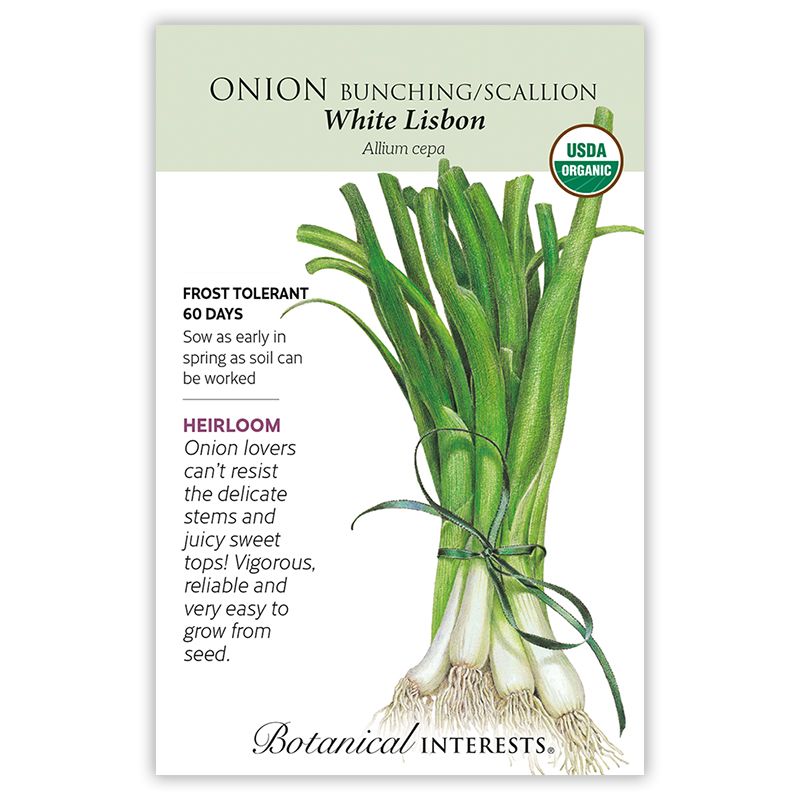 Seed Veg Onion Bunching/Scallion White Lisbon Organic Heirloom - Allium cepa