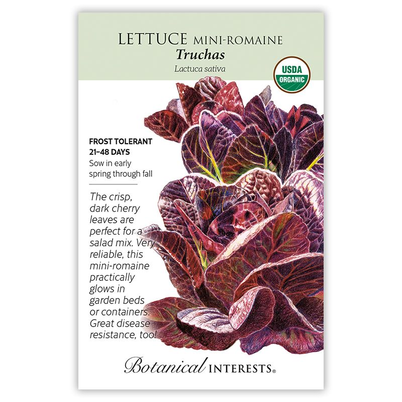 Seed Veg Lettuce Mini-Romaine Truchas RED Organic - Lactuca sativa