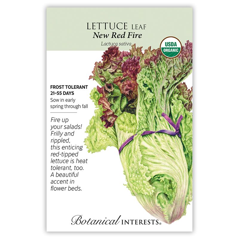 Seed Veg Lettuce Leaf New Red Fire Organic - Lactuca sativa