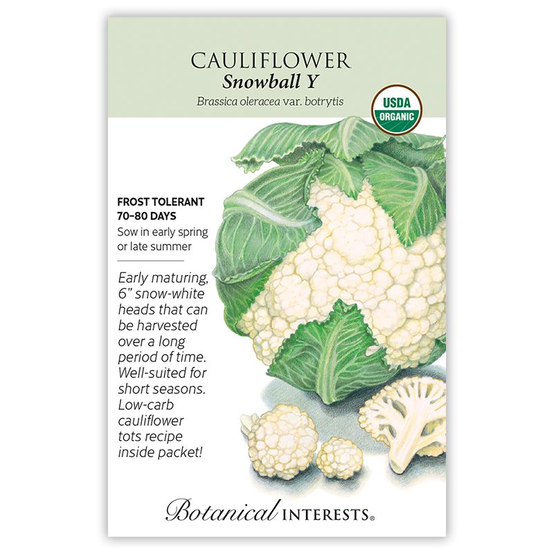 Seed Veg Cauliflower Snowball Y Organic - Brassica oleracea
