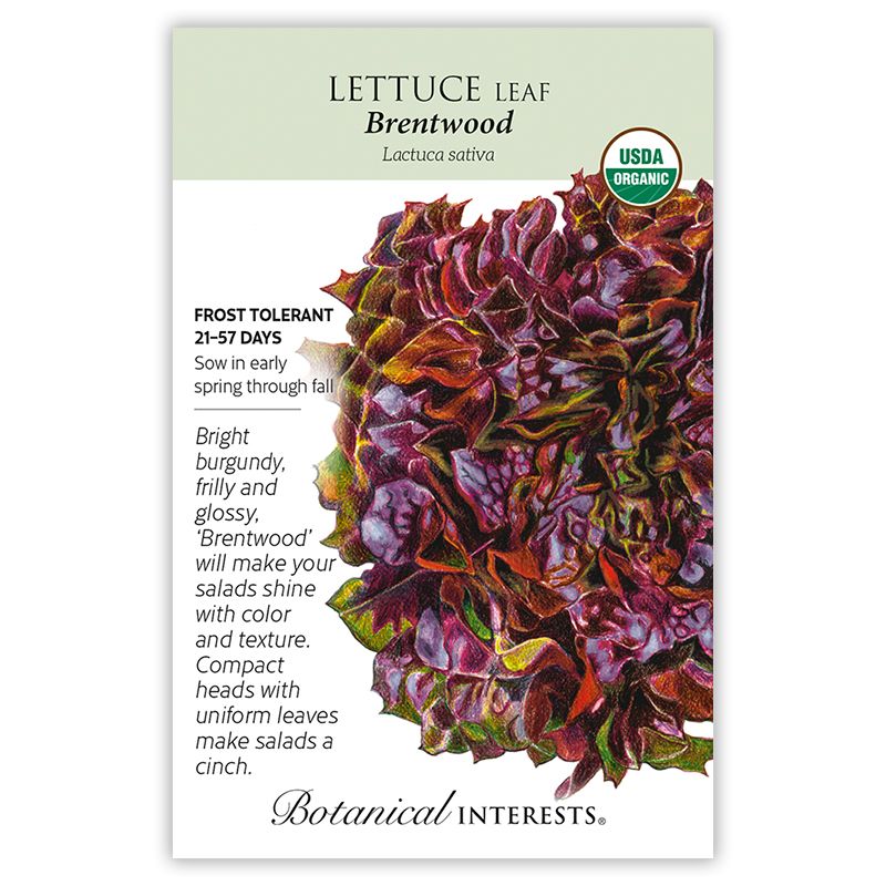 Seed Veg Lettuce Eazyleaf Brentwood Organic - Latuca sativa