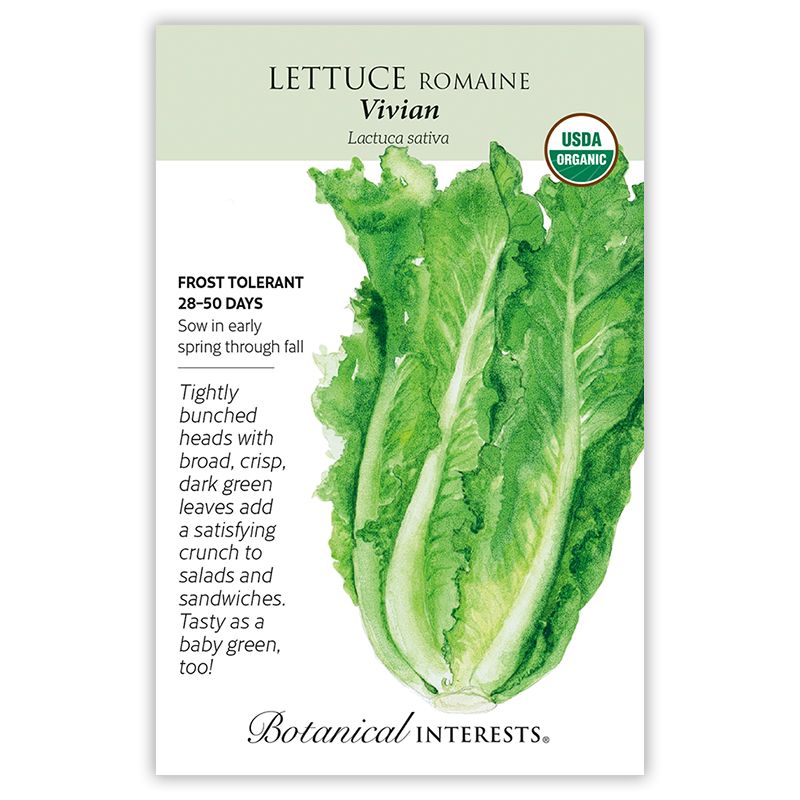 Seed Veg Lettuce Romaine Vivian Organic - Lactuca sativa