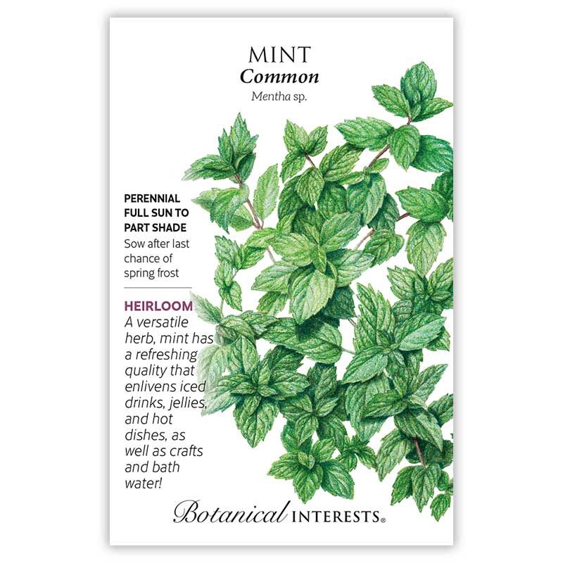Seed Herb Mint Common Heirloom - Mentha sp.