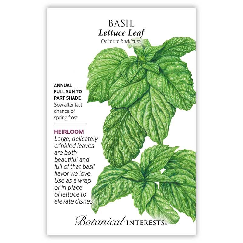 Seed Herb Basil Lettuce Leaf Heirloom - Ocimum basilicum