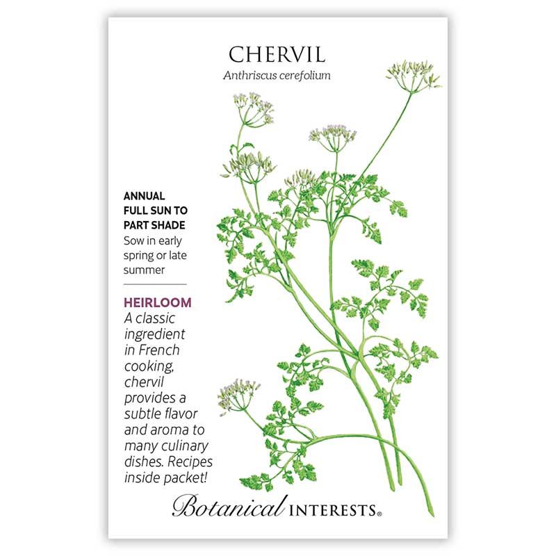 Seed Herb Chervil Heirloom - Anthriscus cerefolium