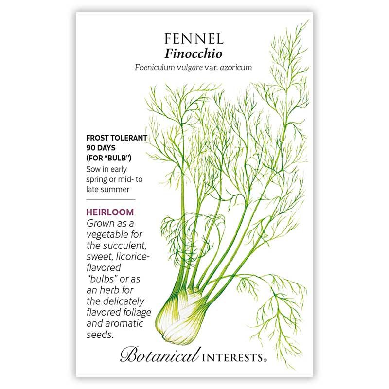 Seed Herb Fennel Finocchio - Foeniculum vulgare var. azoricum
