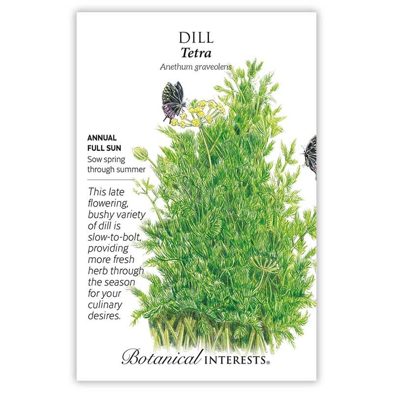Seed Herb Dill Tetra - Anethum graveolens