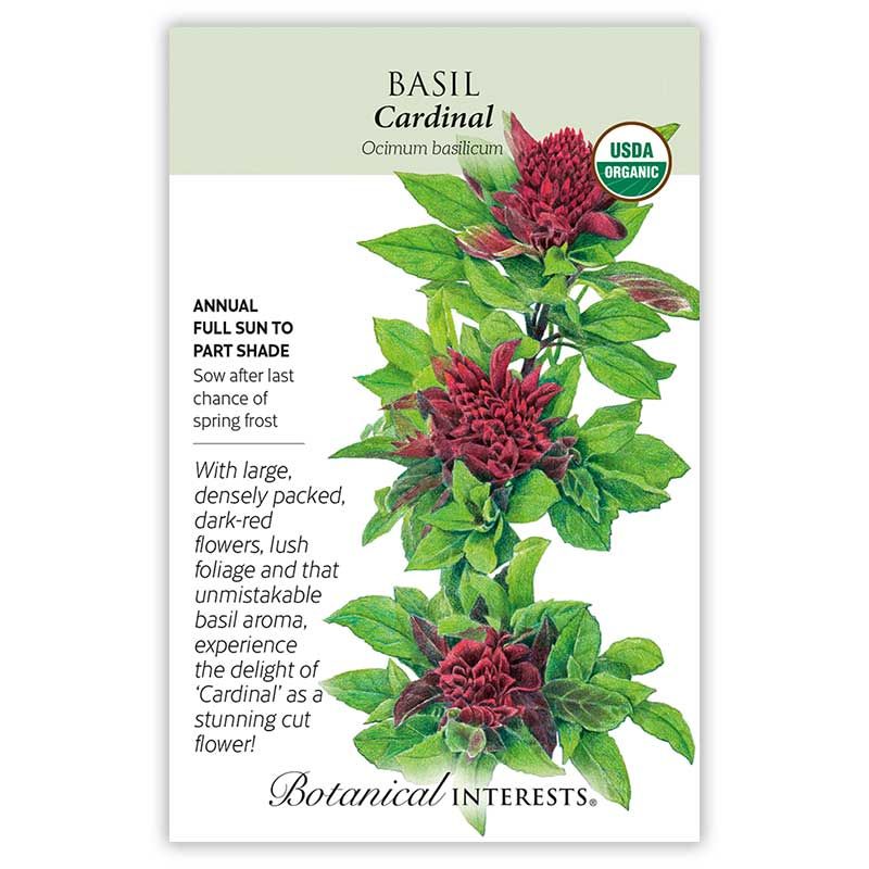 Seed Herb Basil Cardinal Organic - Ocimu basilicum