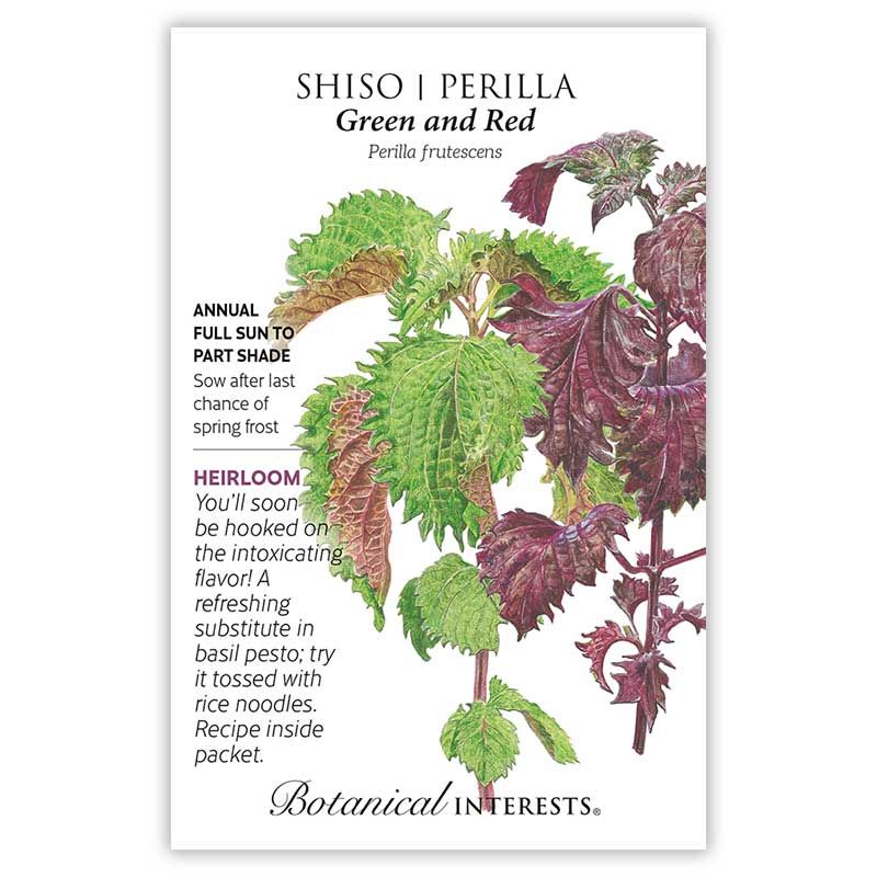 Seed Herb Shiso Perilla Green and Red Heirloom - Perilla frutescens