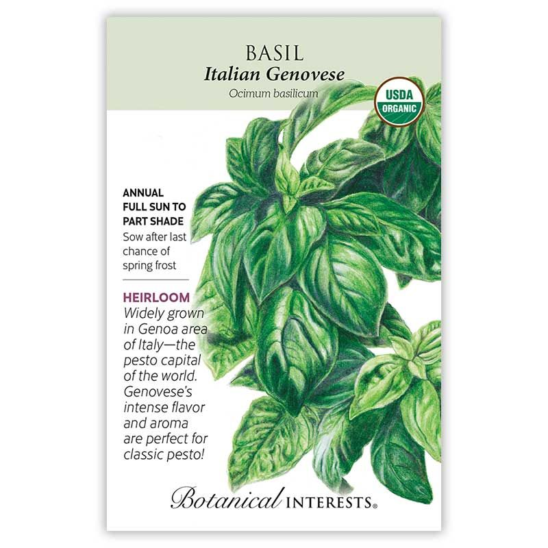 Seed Herb Basil Italian Genovese Organic Heirloom - Ocimum basilicum