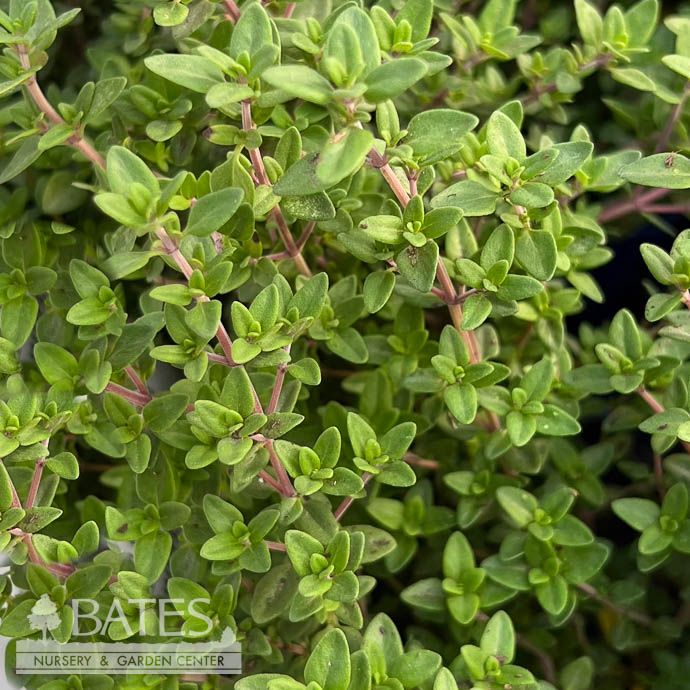 Seed Herb Thyme English Organic Heirloom - Thymus vulgaris