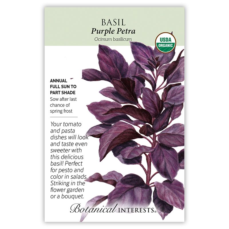 Seed Herb Basil Purple Petra Organic - Ocimum basilicum