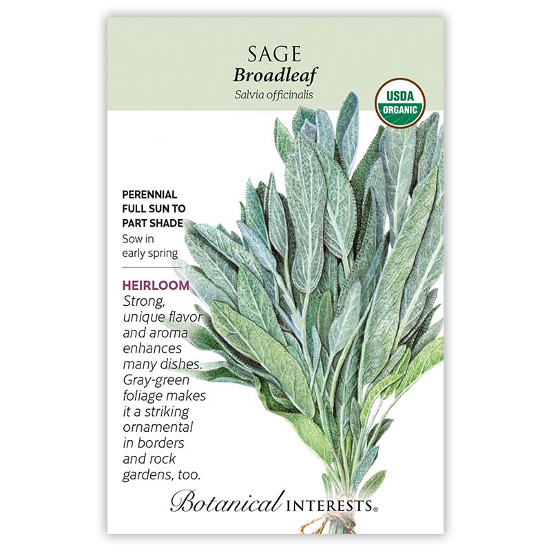 Seed Herb Sage Broadleaf Organic Heirloom - Salvia officinalis