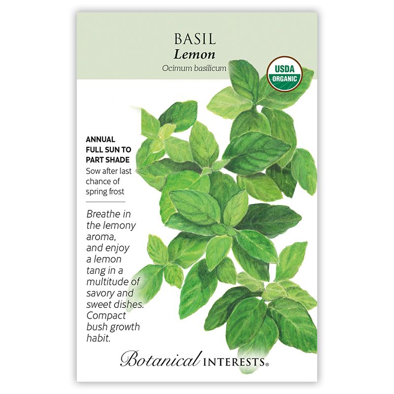 Seed Herb Basil Lemon Organic - Ocimum basillicum