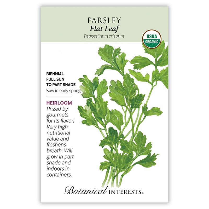 Seed Herb Parsley Italian Dark Green Flat Leaf Organic Heirloom - Petroselinum cripsum