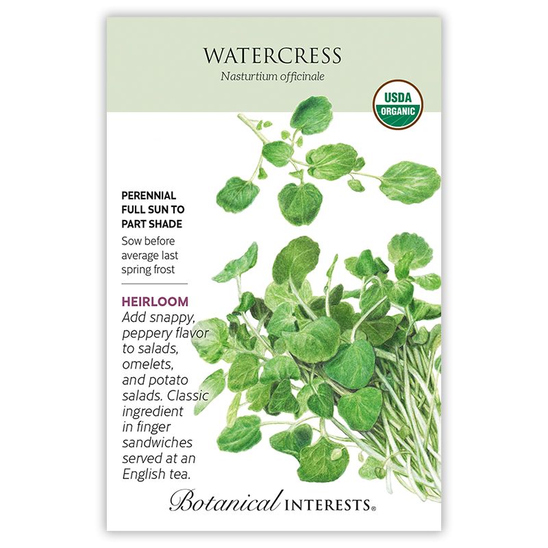 Seed Herb Watercress Organic - Nasturtium officinale