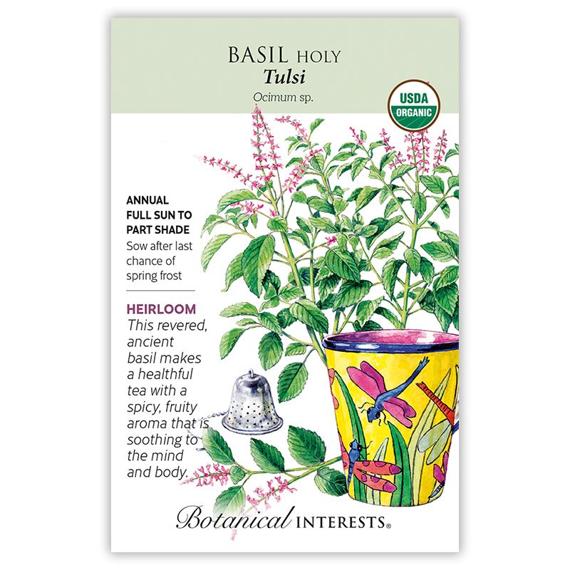 Seed Herb Basil Holy Tulsi Organic Heirloom - Ocimum sp.