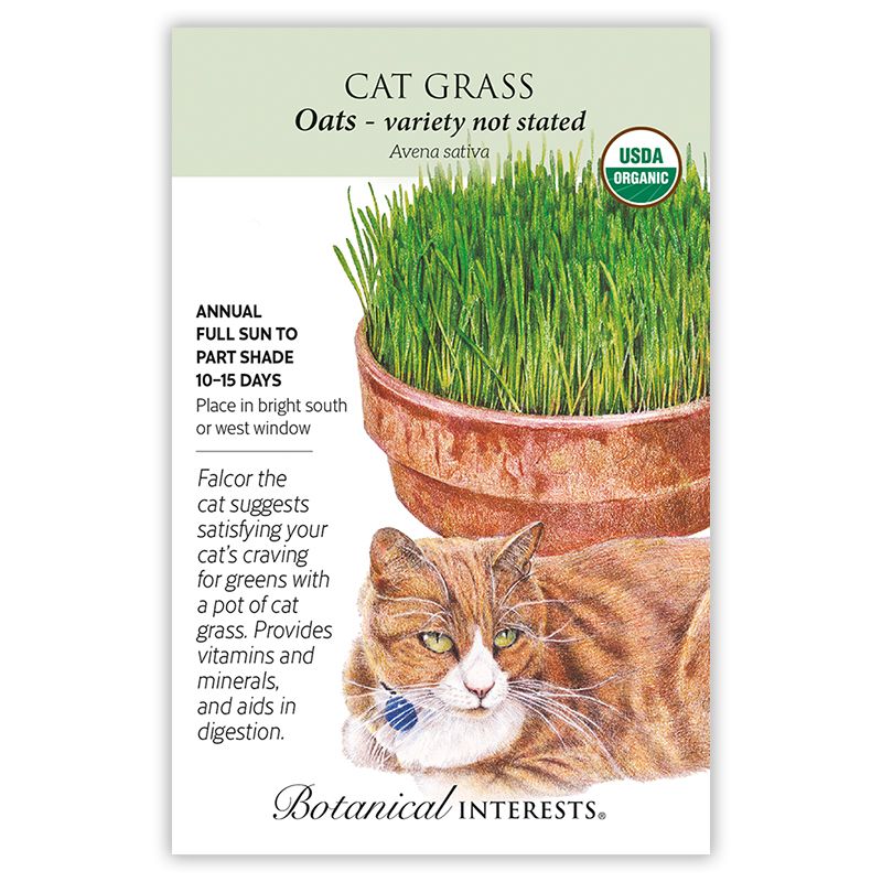 Seed Herb Cat Grass Oats Organic - Avena sativa