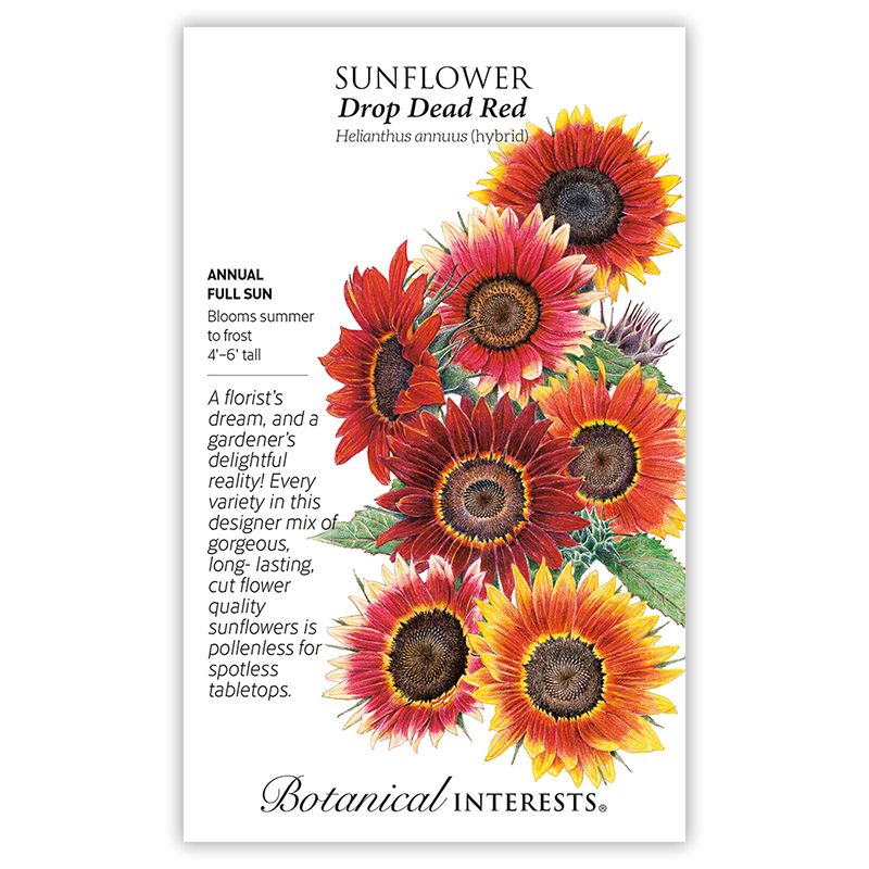 Seed Flwr Sunflower Drop Dead Red - Helianthus annuus (hybrid)  - Lrg Pkt