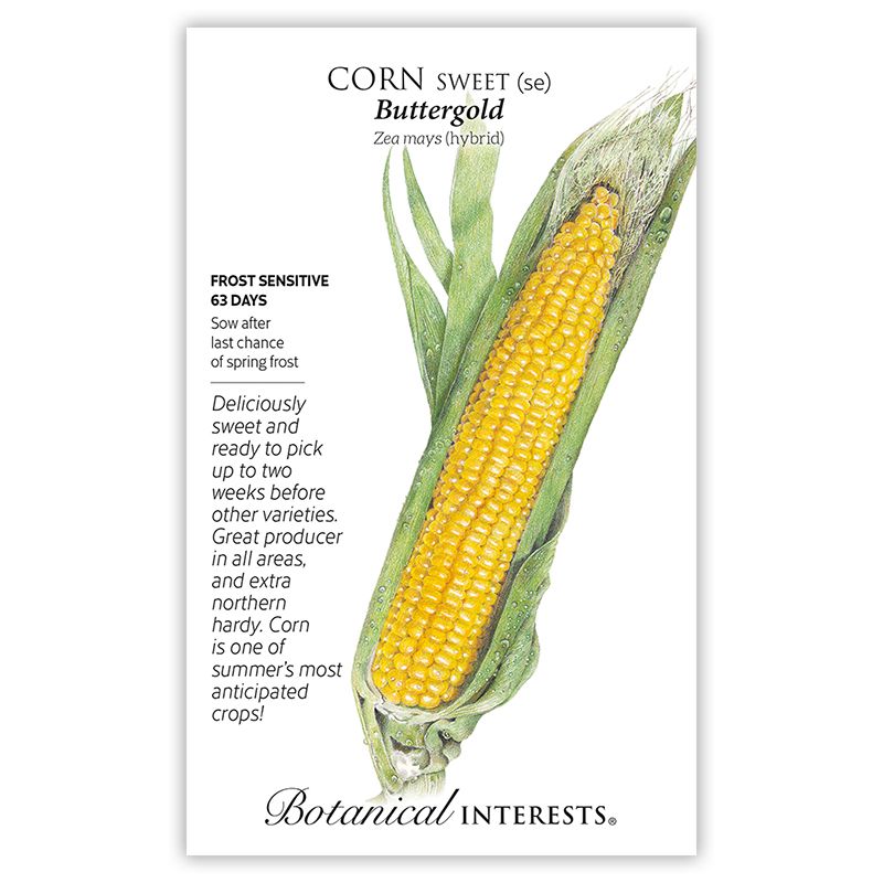 Seed Veg Corn Sweet Buttergold - Zea mays (hybrid) - Lrg Pkt