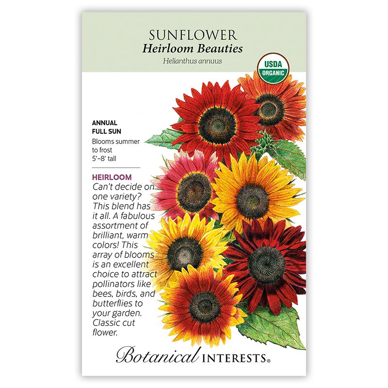 Seed Flwr Sunflower Heirloom Beauties Organic - Helianthus annuus Native (TN) - Lrg Pkt