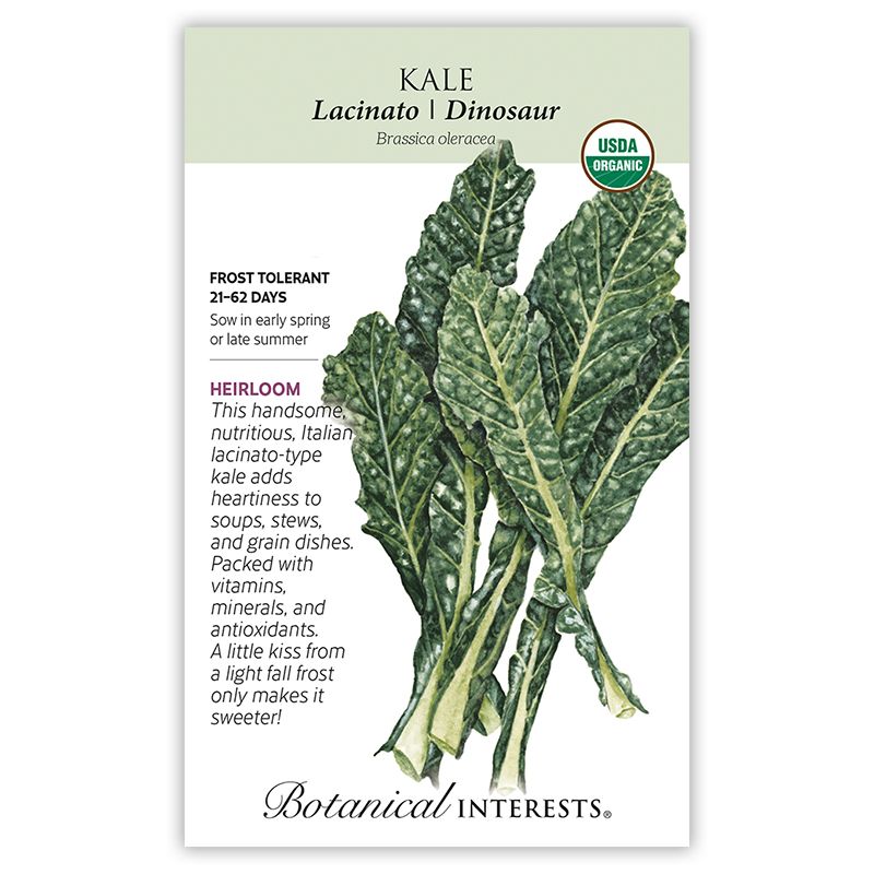 Seed Veg Kale Lacinato / Dinosaur aka Italian Nero Toscana Organic Heirloom - Brassica oleracea - Lrg Pkt