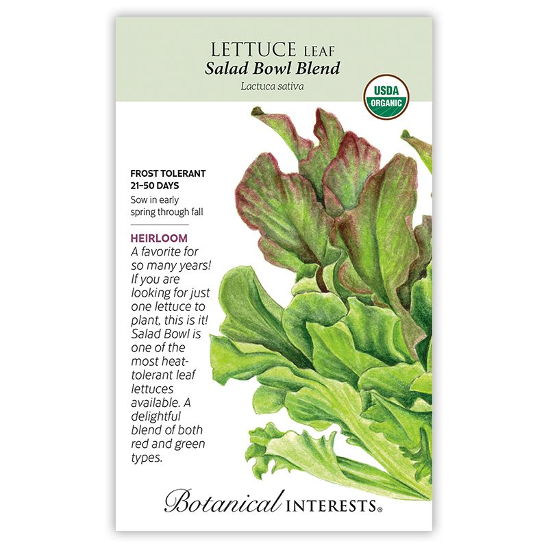 Seed Veg Lettuce Leaf Salad Bowl Blend Organic Heirloom - Latuca sativa - Lrg Pkt