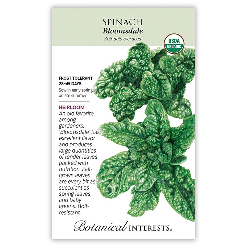 Seed Veg Spinach Bloomsdale Organic Heirloom - Spinacia oleracea - Lrg Pkt