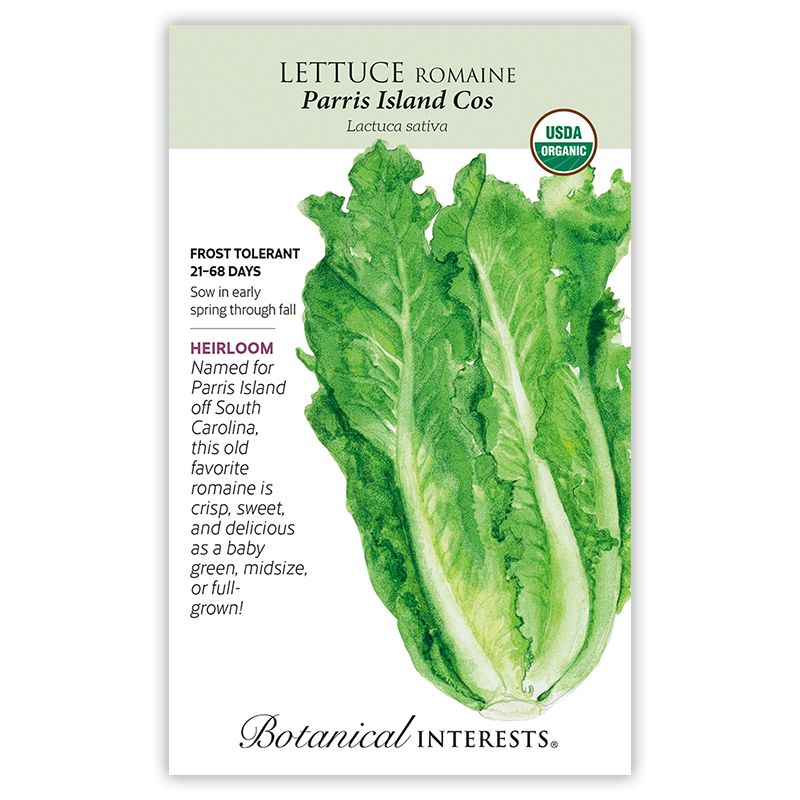Seed Veg Lettuce Romaine Parris Island Cos Organic Heirloom - Lactuca sativa - Lrg Pkt
