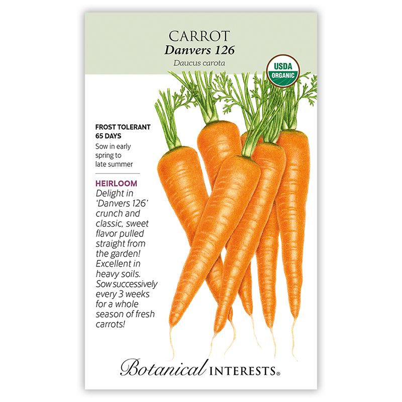 Seed Veg Carrot Danvers 126 Organic Heirloom - Daucus carota - Lrg Pkt