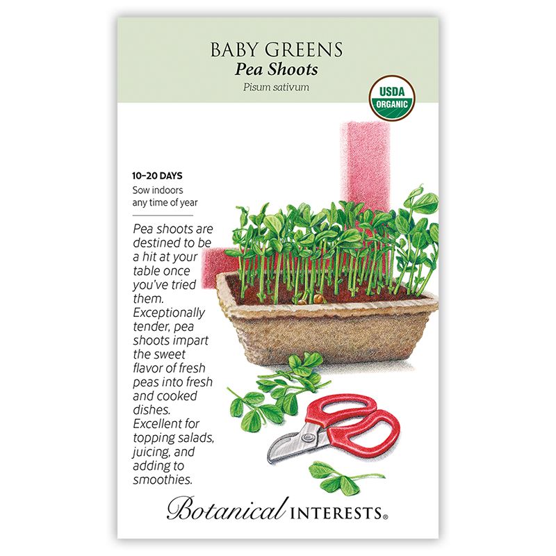 Seed Veg Baby Greens Pea Shoots Organic - Pisum sativum - Lrg Pkt