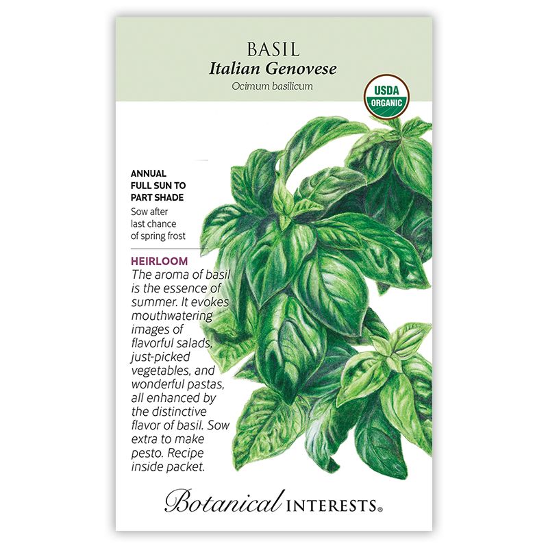 Seed Herb Basil Italian Genovese Organic Heirloom - Ocimum basilicum - Lrg Pkt