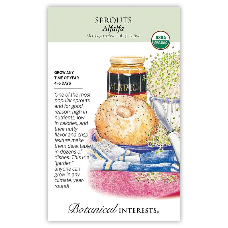 Seed Veg Sprouts Alfalfa Organic - Medicago sativa - Lrg Pkt