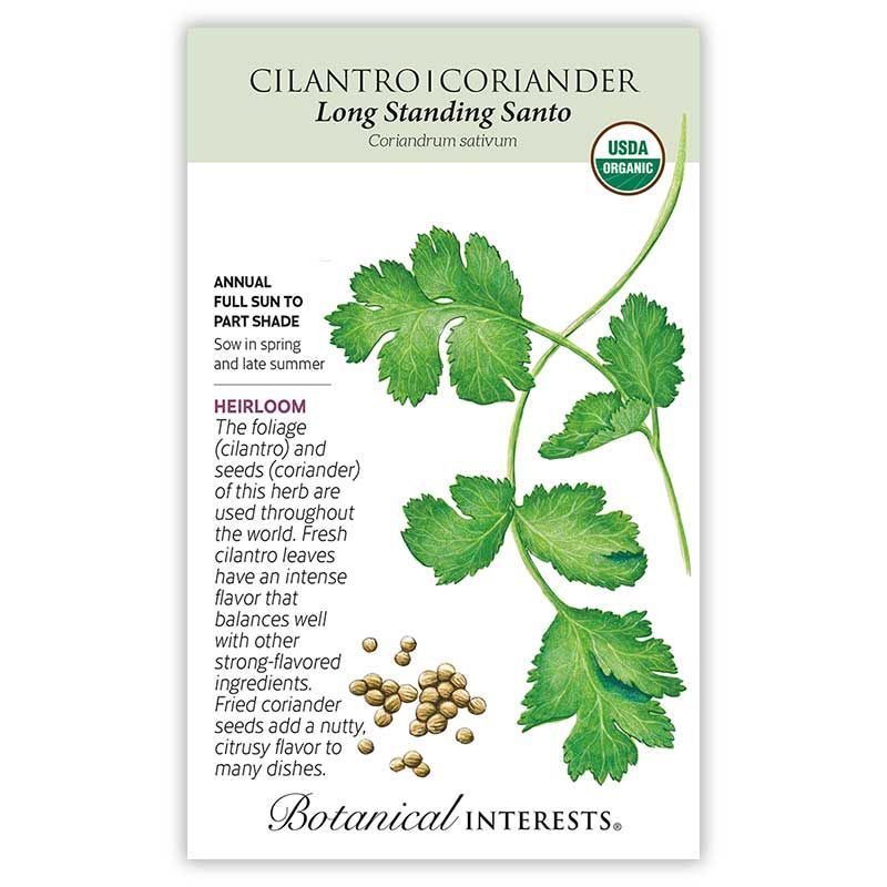 Seed Herb Cilantro/Coriander Long Standing Organic Heirloom - Coriandrum sativum - Lrg Pkt