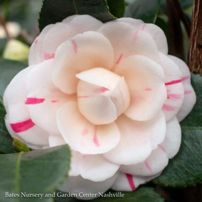 #1 Camellia japonica April Dawn/ White and Pink - No Warranty
